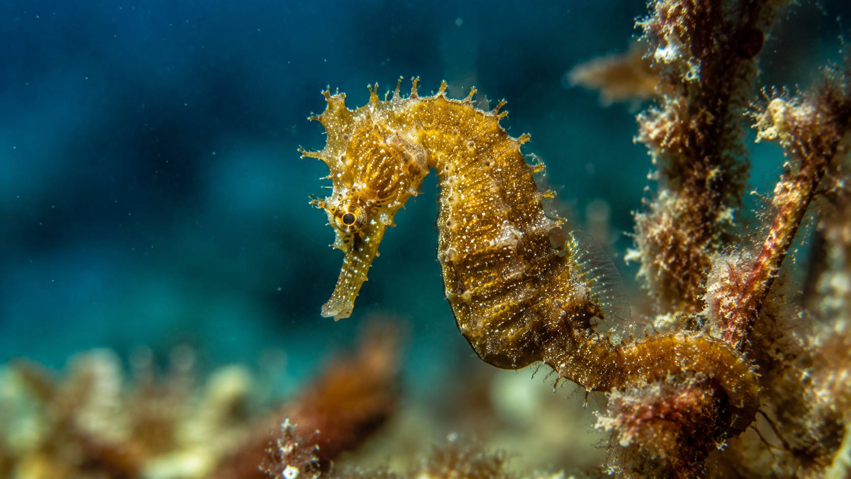 Seahorse in seagrass in the Adriatic