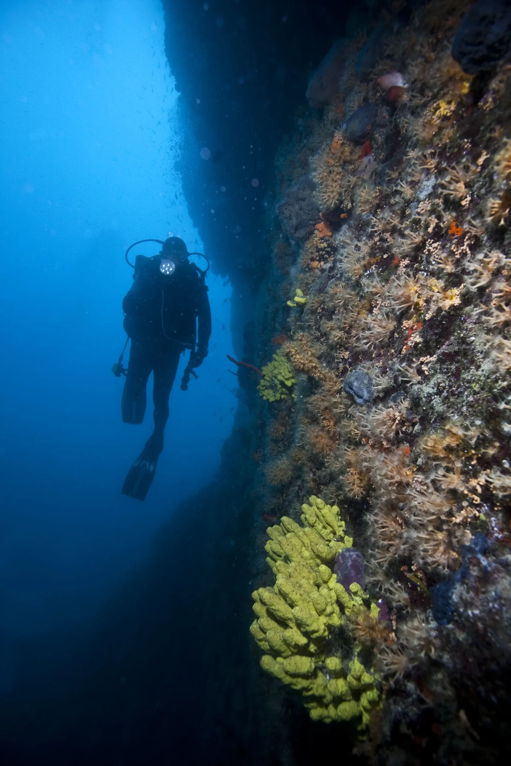 Colorful coral wall with diver silhouette