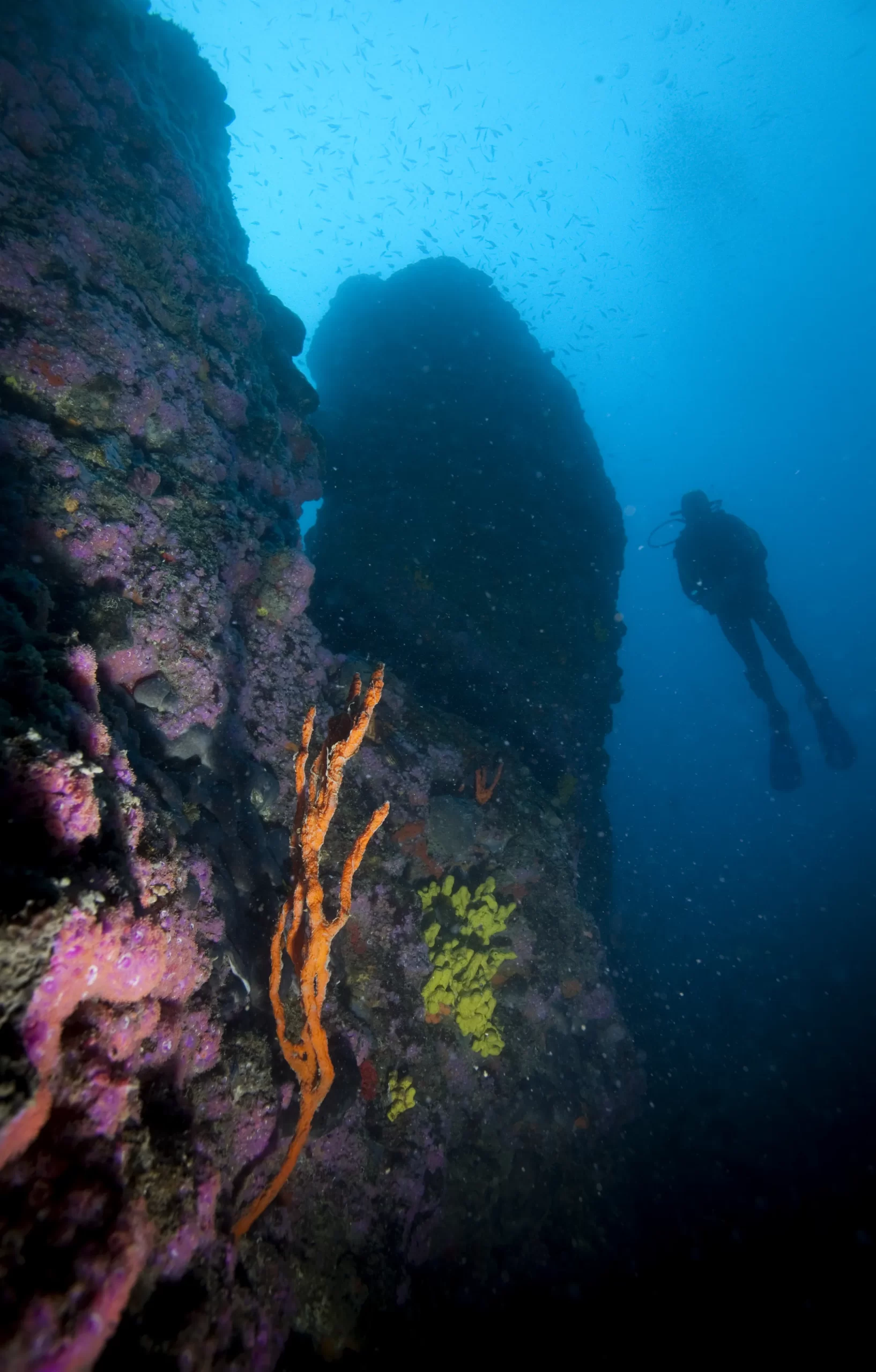 Diver descending along a coral-covered reef wall in deep blue water